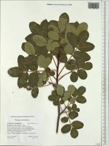 Pistacia terebinthus L., Western Europe (EUR) (Greece)