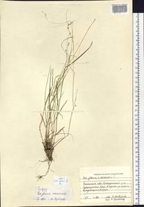 Poa glauca Vahl, Siberia, Baikal & Transbaikal region (S4) (Russia)