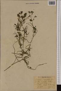 Ranunculus peltatus subsp. baudotii (Godr.) Meikle ex C. D. K. Cook, Western Europe (EUR) (Germany)