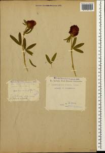 Trifolium alpestre L., Caucasus, North Ossetia, Ingushetia & Chechnya (K1c) (Russia)