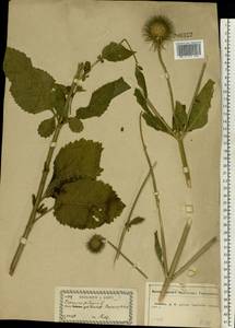 Dipsacus strigosus Willd., Eastern Europe, Central forest-and-steppe region (E6) (Russia)