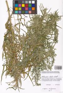 Artemisia umbrosa Turcz. ex DC., Eastern Europe, Moscow region (E4a) (Russia)