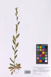 Arabis hirsuta (L.) Scop., Eastern Europe, Moscow region (E4a) (Russia)