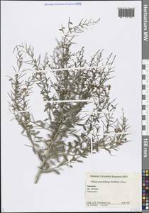 Alhagi pseudalhagi (M.Bieb.) Desv. ex Wangerin, Caucasus, Armenia (K5) (Armenia)