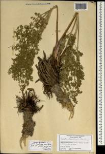 Ferula hermonis Boiss., South Asia, South Asia (Asia outside ex-Soviet states and Mongolia) (ASIA) (Syria)