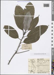 Lithocarpus corneus var. corneus, South Asia, South Asia (Asia outside ex-Soviet states and Mongolia) (ASIA) (Vietnam)