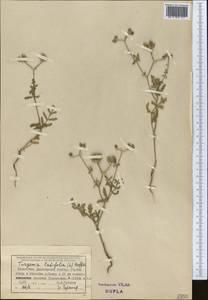 Turgenia latifolia (L.) Hoffm., Middle Asia, Dzungarian Alatau & Tarbagatai (M5) (Kazakhstan)