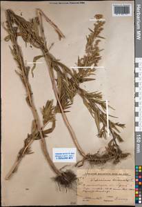 Artemisia dracunculus L., Middle Asia, Western Tian Shan & Karatau (M3) (Kyrgyzstan)