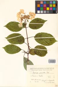 Hydrangea paniculata Siebold, Siberia, Russian Far East (S6) (Russia)