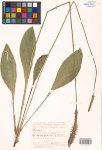Plantago, Eastern Europe, Lower Volga region (E9) (Russia)