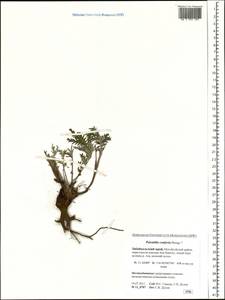 Potentilla conferta Bunge, Siberia, Baikal & Transbaikal region (S4) (Russia)