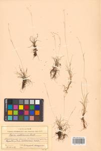 Carex williamsii Britton, Siberia, Chukotka & Kamchatka (S7) (Russia)