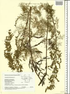 Artemisia abrotanum L., Eastern Europe, Central region (E4) (Russia)