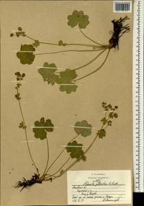 Alchemilla gibberulosa H. Lindb., Eastern Europe, Moscow region (E4a) (Russia)