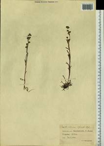 Artemisia furcata M. Bieb., Siberia, Chukotka & Kamchatka (S7) (Russia)