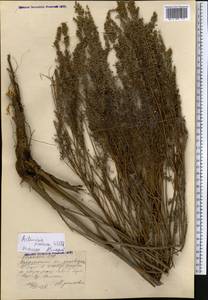 Artemisia abrotanum L., Middle Asia, Northern & Central Kazakhstan (M10) (Kazakhstan)