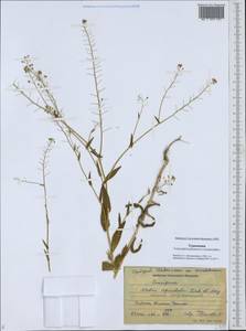 Neslia paniculata subsp. thracica (Velen.) Bornm., Middle Asia, Karakum (M6) (Turkmenistan)