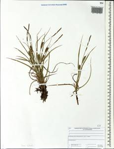 Carex hirta L., Eastern Europe, Central forest region (E5) (Russia)