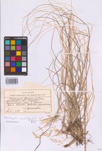 Deschampsia cespitosa (L.) P.Beauv., Eastern Europe, Moscow region (E4a) (Russia)