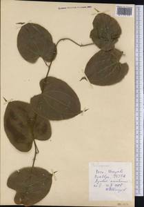 Liliaceae, America (AMER) (Peru)