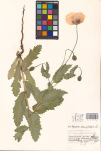 Papaver somniferum L., Eastern Europe, Moscow region (E4a) (Russia)