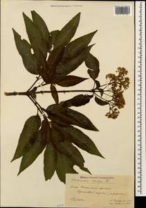 Sambucus ebulus L., Caucasus, Georgia (K4) (Georgia)