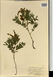 Thermopsis, Mongolia (MONG) (Mongolia)