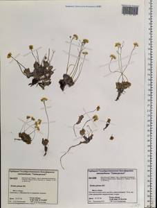 Draba pilosa Adams ex DC., Siberia, Central Siberia (S3) (Russia)