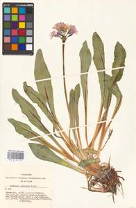 Primula nivalis Pall., Siberia, Altai & Sayany Mountains (S2) (Russia)