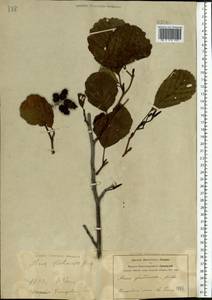 Alnus glutinosa (L.) Gaertn., Eastern Europe, Central forest-and-steppe region (E6) (Russia)