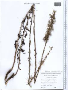 Lactuca viminea subsp. viminea, Caucasus, Krasnodar Krai & Adygea (K1a) (Russia)