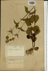 Urtica dioica L., Eastern Europe, Northern region (E1) (Russia)