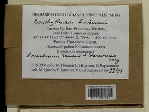 Brachythecium buchananii (Hook.) A. Jaeger, Bryophytes, Bryophytes - Russian Far East (excl. Chukotka & Kamchatka) (B20) (Russia)