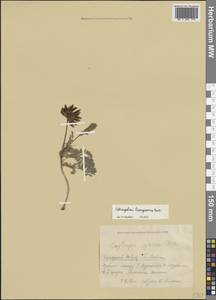 Astragalus bungeanus Boiss., Caucasus, Krasnodar Krai & Adygea (K1a) (Russia)