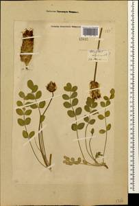 Astragalus calycinus Bieb., Caucasus, Georgia (K4) (Georgia)