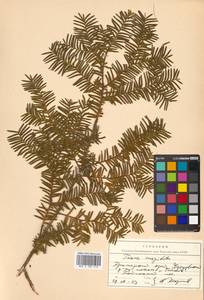 Taxus cuspidata Siebold & Zucc., Siberia, Russian Far East (S6) (Russia)