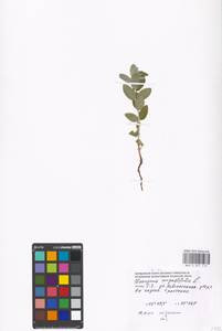 Elaeagnus angustifolia, Eastern Europe, Moscow region (E4a) (Russia)