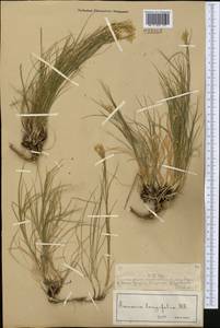 Eremogone longifolia (M.Bieb.) Fenzl, Middle Asia, Muyunkumy, Balkhash & Betpak-Dala (M9) (Kazakhstan)