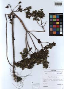 KUZ 001 633, Euphorbia helioscopia L., Siberia, Altai & Sayany Mountains (S2) (Russia)