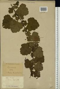 Crataegus, Eastern Europe, North Ukrainian region (E11) (Ukraine)