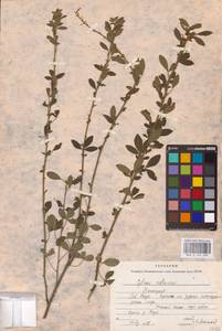 Chamaecytisus ruthenicus (Fisch. ex Woł.) Klásk., Eastern Europe, Eastern region (E10) (Russia)