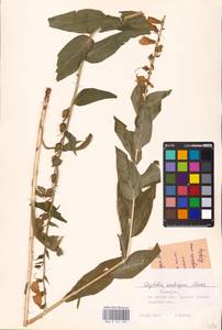 MHA 0 161 220, Digitalis grandiflora Mill., Eastern Europe, Eastern region (E10) (Russia)