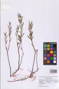 Andromeda polifolia L., Eastern Europe, Moscow region (E4a) (Russia)