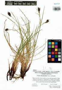 Carex eleusinoides Turcz. ex Kunth, Siberia, Baikal & Transbaikal region (S4) (Russia)