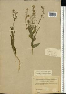 Neslia paniculata (L.) Desv., Eastern Europe, Volga-Kama region (E7) (Russia)
