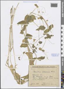 Dichodon davuricum (Fisch. ex Spreng.) Á. Löve & D. Löve, Siberia, Baikal & Transbaikal region (S4) (Russia)