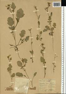 Raphanus raphanistrum L., Eastern Europe, Central forest-and-steppe region (E6) (Russia)