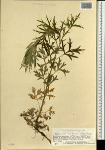 Artemisia umbrosa Turcz. ex DC., Mongolia (MONG) (Mongolia)