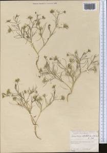 Cuminum setifolium (Boiss.) Koso-Pol., Middle Asia, Syr-Darian deserts & Kyzylkum (M7) (Kazakhstan)
