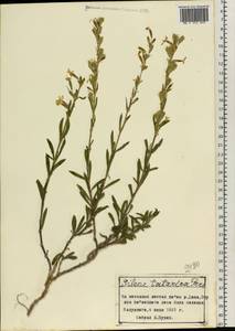 Silene tatarica (L.) Pers., Eastern Europe, Central forest-and-steppe region (E6) (Russia)